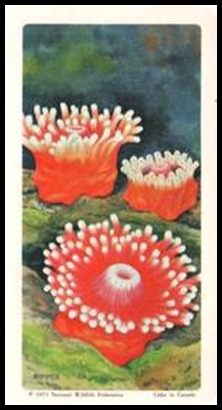 71BBEO 24 Sea Anemone.jpg